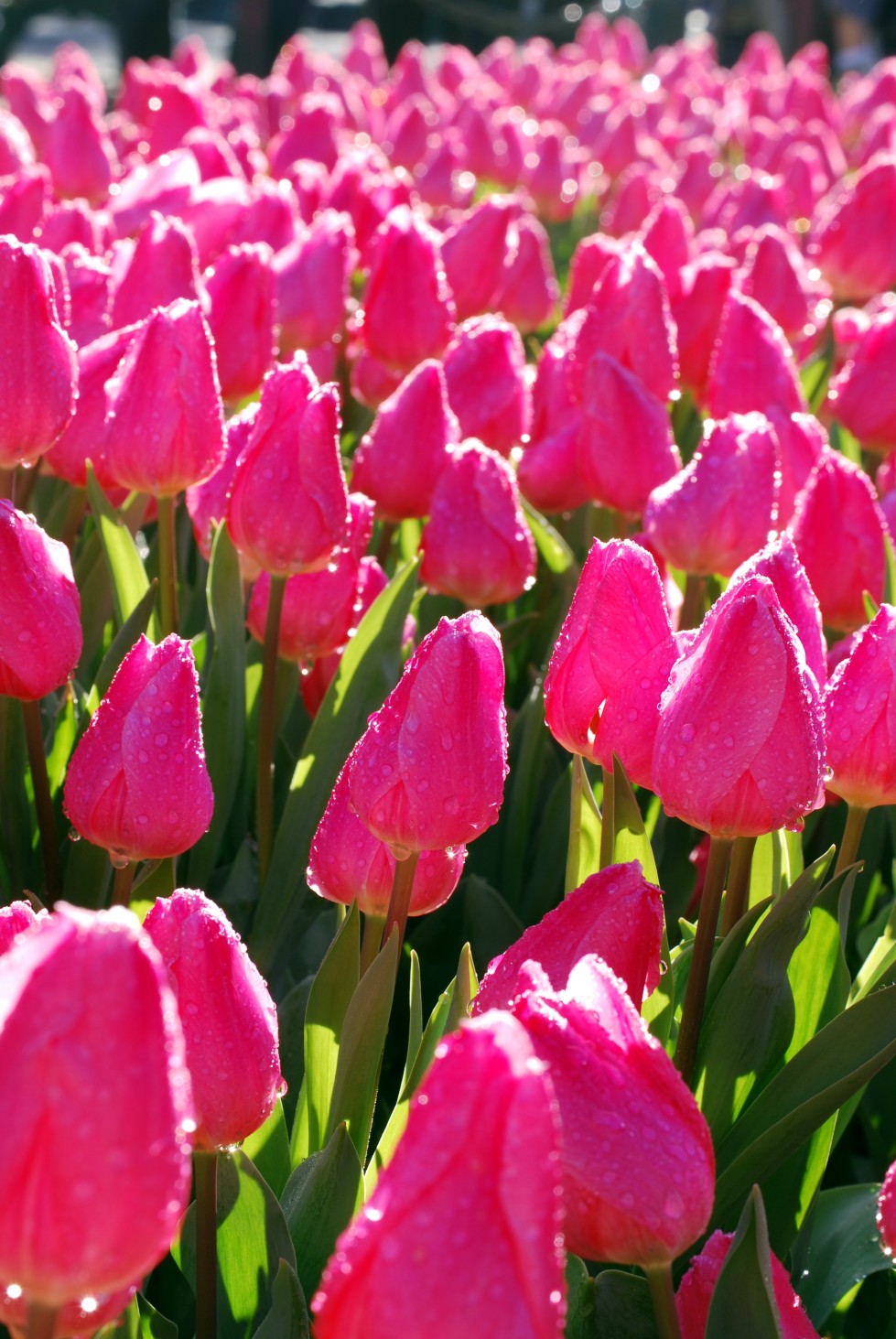 Dewy Tulips